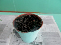 jr1d.tif