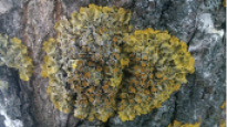 abal4.tif