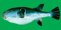 marmilov_4.jpg