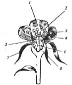 merkusheva_r2.png
