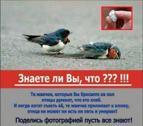 nagoeva_r4.jpg