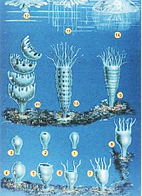 2.tif