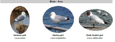 birds.tif