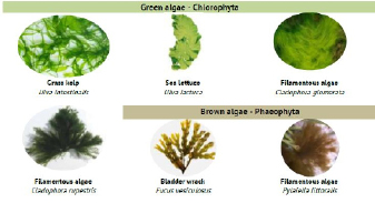 green algae.tif