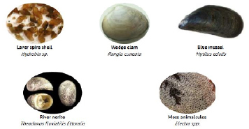 mollusk2.tif
