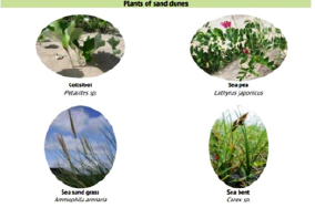 plants1.tif
