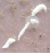 r7.2.tif