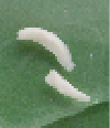 r9.2.tif