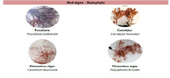 reg algae.tif
