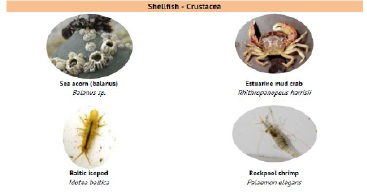 shell1.tif
