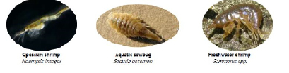 shell2.tif