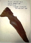 01_washingtonia.tif