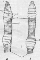 rod1.tif