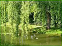 ivaplak.tif