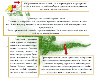 bolshoj_risunok.tif