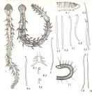 aelosoma.tif