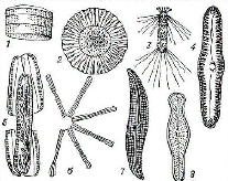 diatom.tif