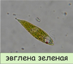 evglena.tif