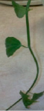 ant6.tif