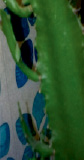 ant9.tif