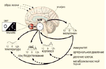 Экзогенные и эндогенные процессы регуляции биологических ритмов презентация