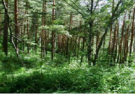 perg16.tif