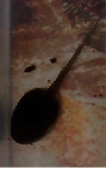 kosch16.tif