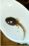 kosch19.tif