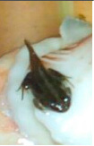 kosch23.tif