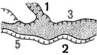 sem68.tif