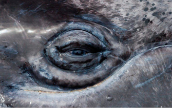 sir10.tif