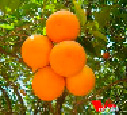 okot7.tif