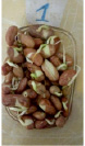 bogd103.tif