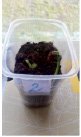 bogd115.tif