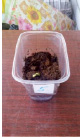 bogd119.tif