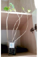 bogd138.tif
