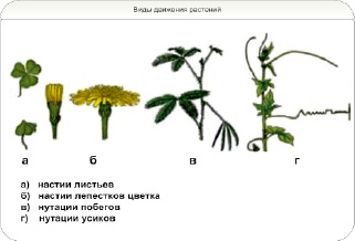 Рассмотрите рисунок определите какой способ опыления характерен для растений цветком такого