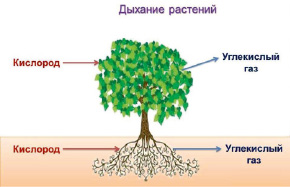 bogd17.tif