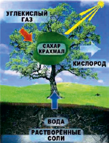 bogd18.tif