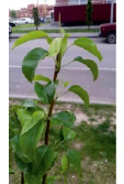 bogd29.tif