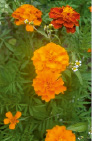 bogd3.tif