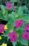 bogd56.tif