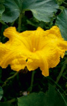 bogd57.tif
