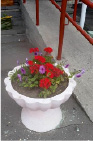 bogd6.tif