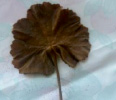 bogd71.tif