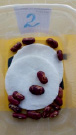 bogd99.tif