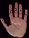 iv2.tif