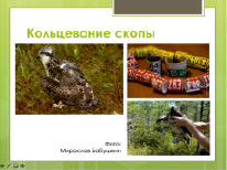 nik11_1.tif