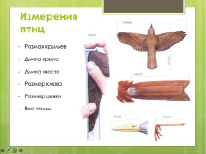 nik13_1.tif