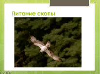 nik14_1.tif